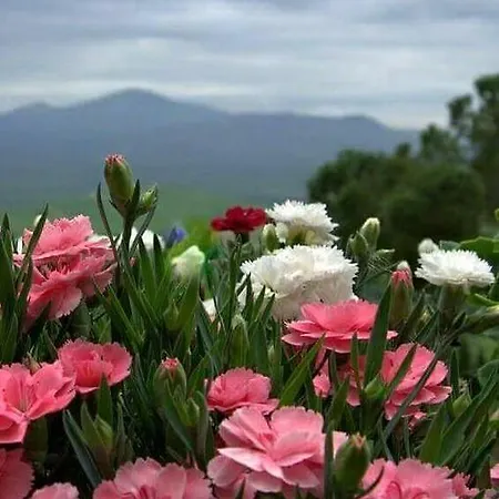 Pine Hill Marmaris * İçmeler